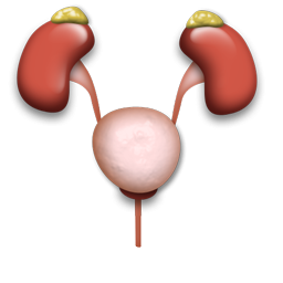 Urology